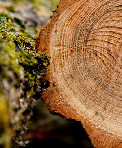 Prečo lisované palety nepotrebujú fumigáciu na export?